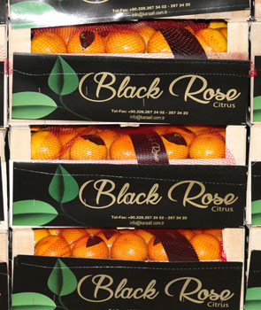 black rose ihracat